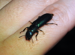 Temnoscheila virescens