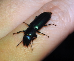 Temnoscheila virescens