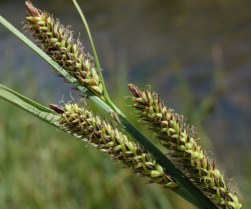 Carex nebraskensis iNat (2)