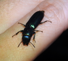 Temnoscheila virescens