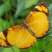 Mariposas Crecientes Naranja - Photo (c) alessandradalia, algunos derechos reservados (CC BY-SA)