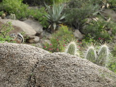 Ammospermophilus interpres