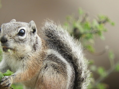 Ammospermophilus interpres