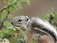 Ammospermophilus interpres