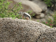 Ammospermophilus interpres