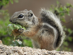 Ammospermophilus interpres