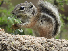 Ammospermophilus interpres