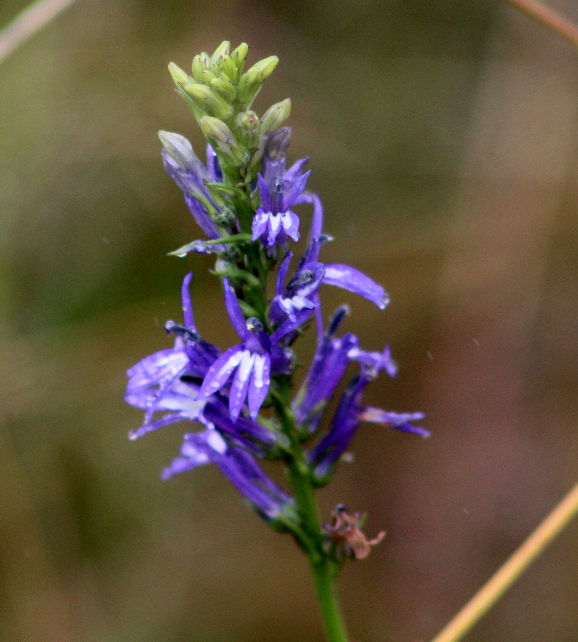 Lobelia gruina