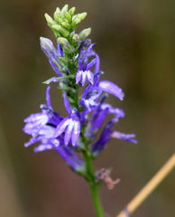 Lobelia gruina