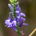 Lobelia gruina 2