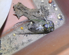 Diceroprocta vitripennis