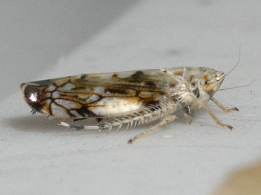 Scaphoideus intricatus