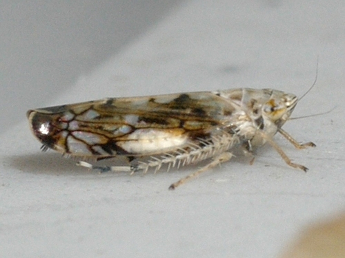 Scaphoideus intricatus