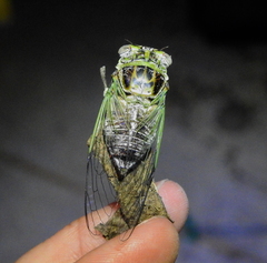 Diceroprocta vitripennis