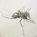 Aedes pecuniosa - Photo (c) Scott W. Gavins, algunos derechos reservados (CC BY-NC), subido por Scott W. Gavins