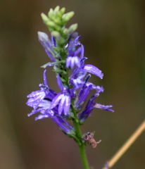 Lobelia gruina