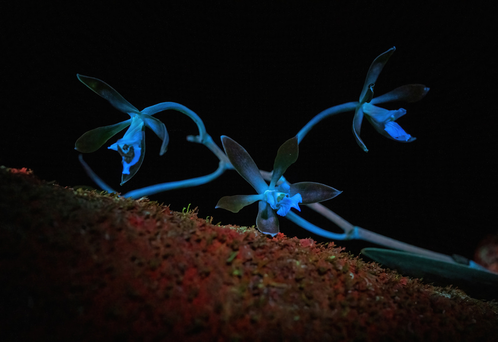 Encyclia chloroleuca (Hook.) Neumann 3