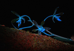 Encyclia chloroleuca, photograph (c) Alan Rockefeller, some rights reserved (CC BY)
