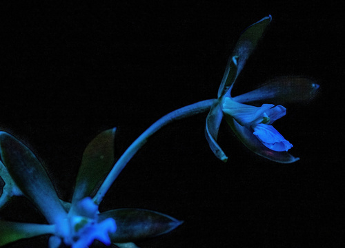 Encyclia chloroleuca, photograph 2