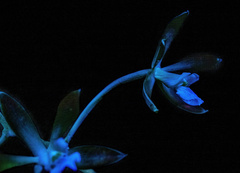 Encyclia chloroleuca, photograph (c) Alan Rockefeller, some rights reserved (CC BY)
