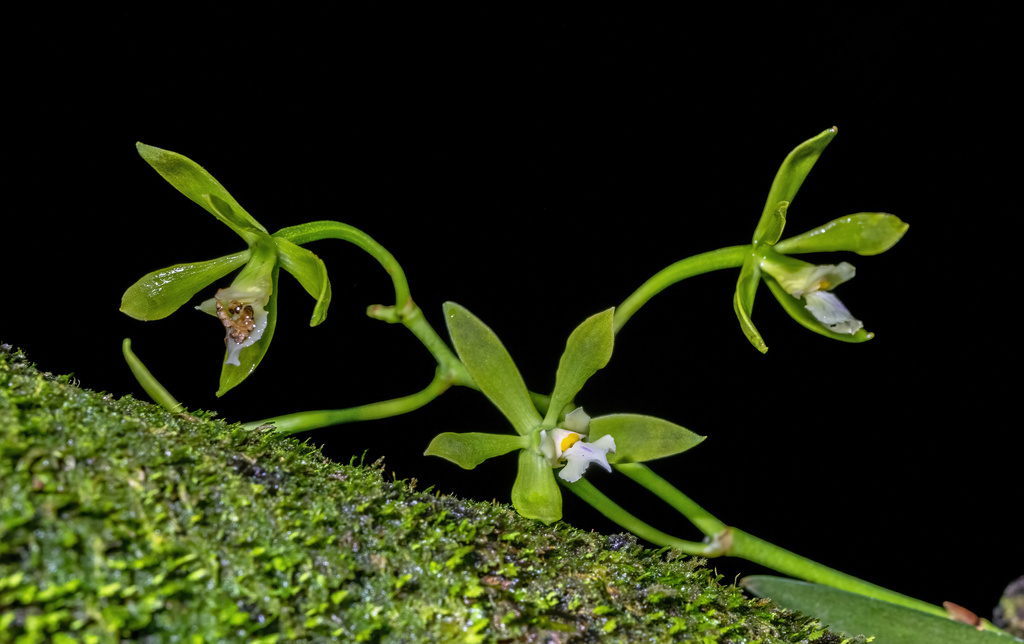 Encyclia chloroleuca