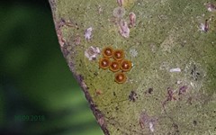 Heraclides hectorides