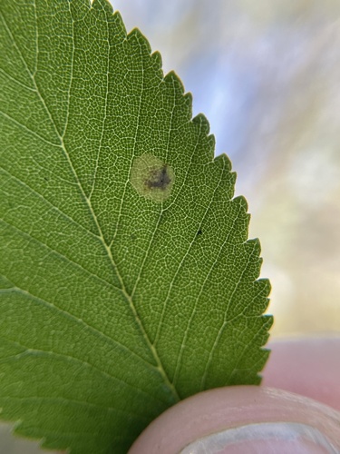 Elm Leafminer photo 5