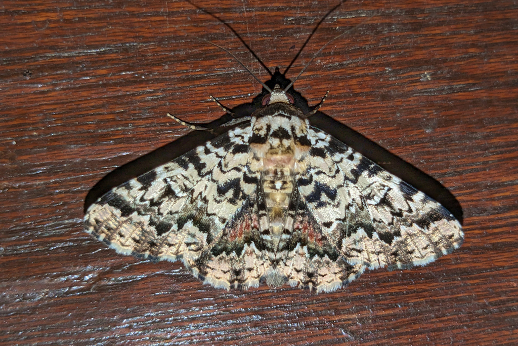 Metria binea