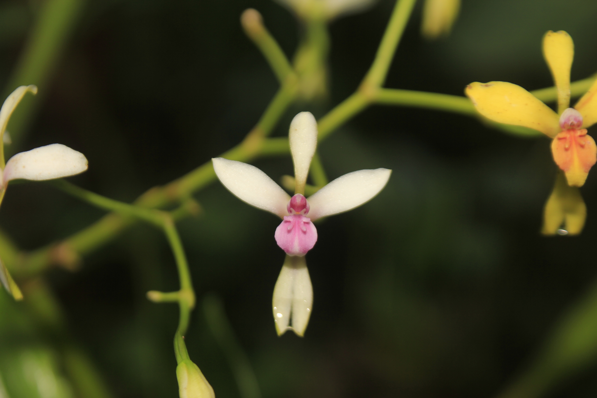 Cyrtochilum distans (Rchb.f.) Kraenzl. 3