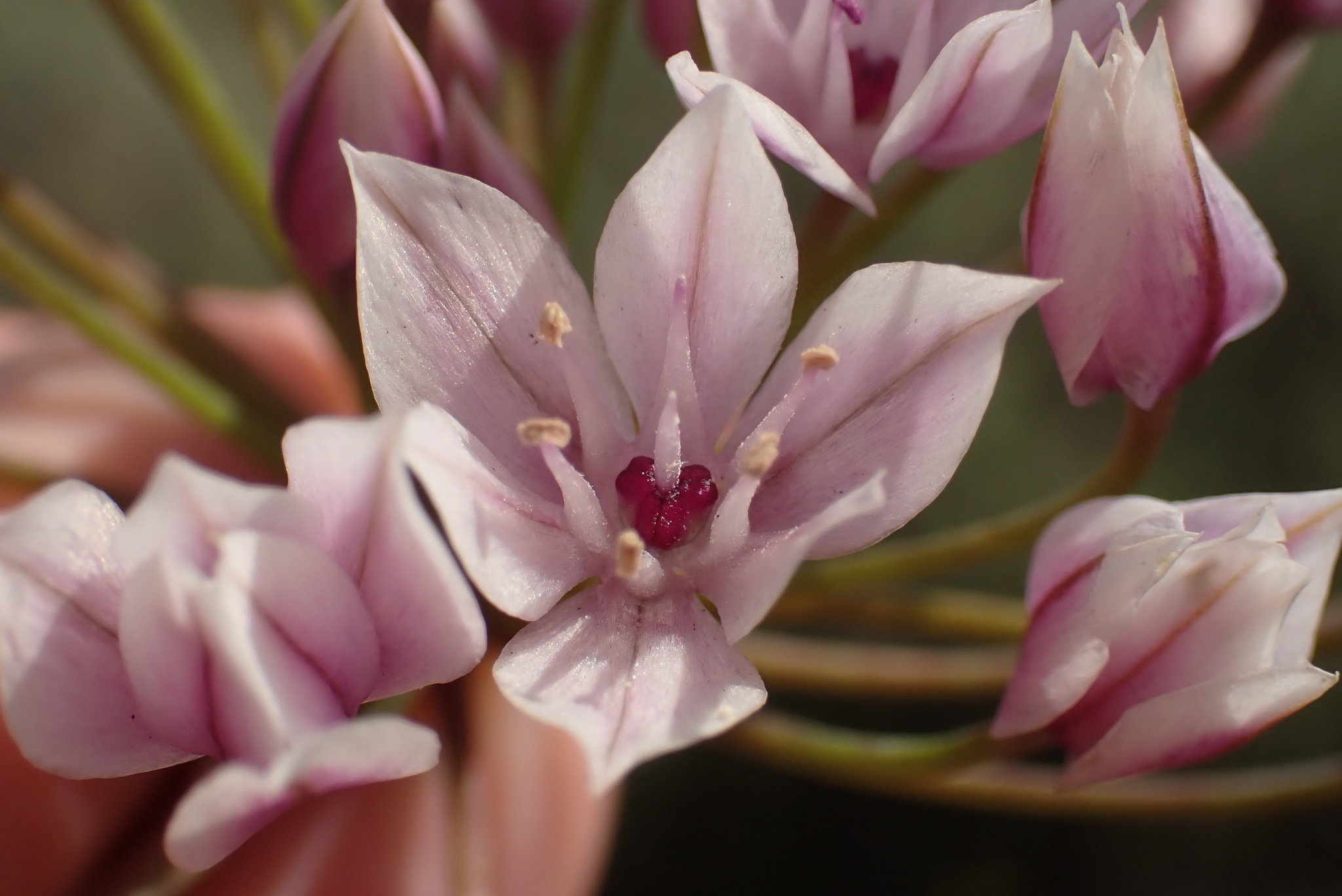 Allium praecox
