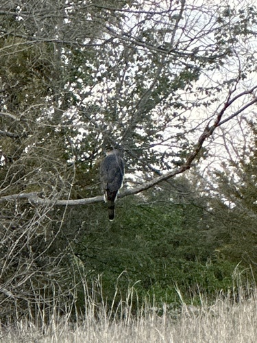 Cooper's Hawk photographed in Oklahoma