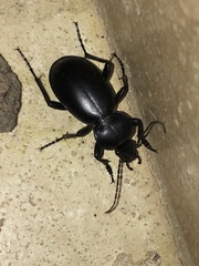 Carabus impressus