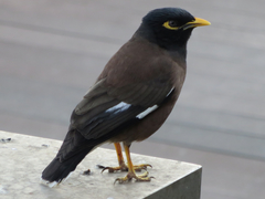 Acridotheres tristis