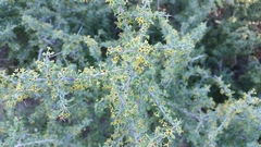 Condalia spathulata