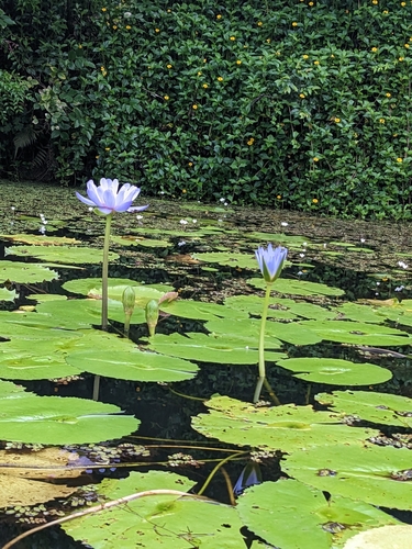 Image of Nymphaea gigantea by no rights reserved