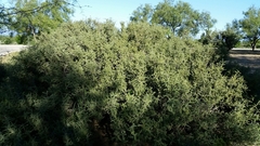 Condalia spathulata