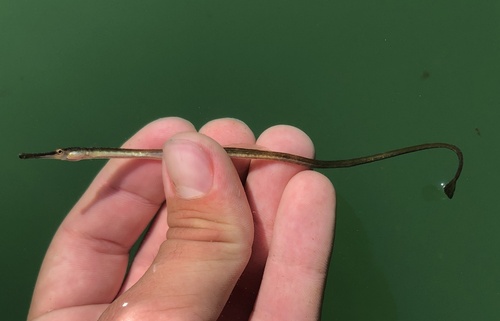 Barcheek pipefish (Syngnathus exilis) — Syngnathidae — 2