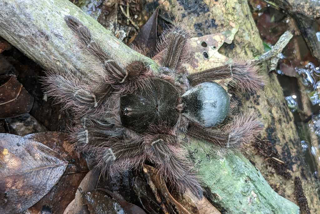 goliath birdeater tarantula
