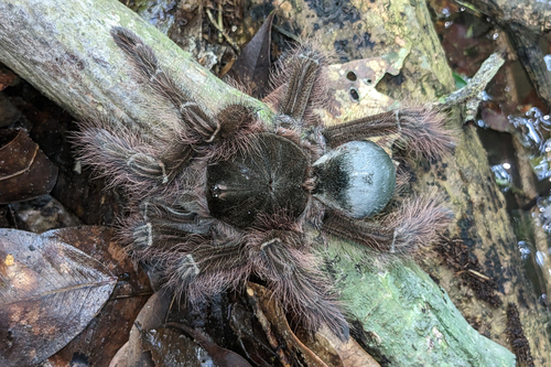 goliath birdeater tarantula