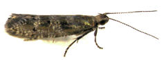 Chrysorthenches drosochalca