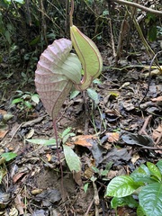 Aristolochia grandiflora image