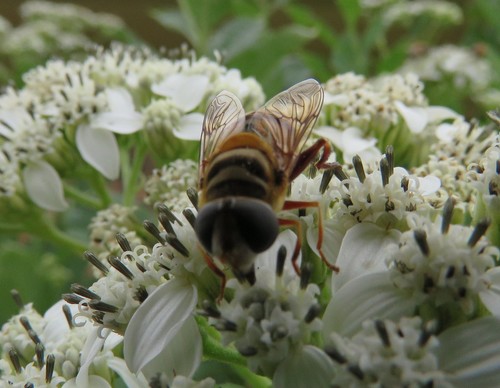Palpada vinetorum