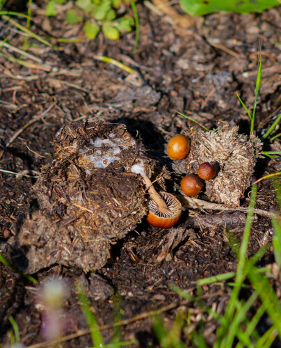 iNaturalist observation photo of Deconica