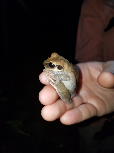 Tan-faced Spiny-backed Frog, Osteocephalus fuscifacies