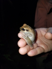 Osteocephalus fuscifacies