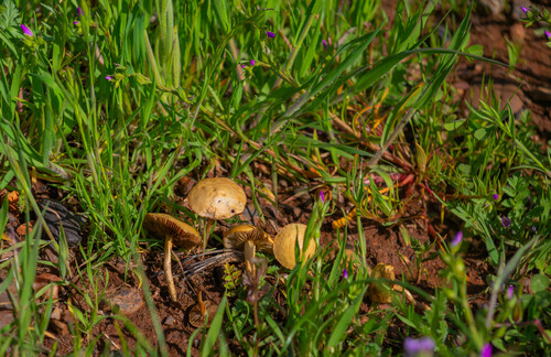 iNaturalist observation photo of Agrocybe