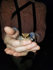 Osteocephalus fuscifacies