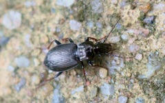 Pterostichus oblongopunctatus