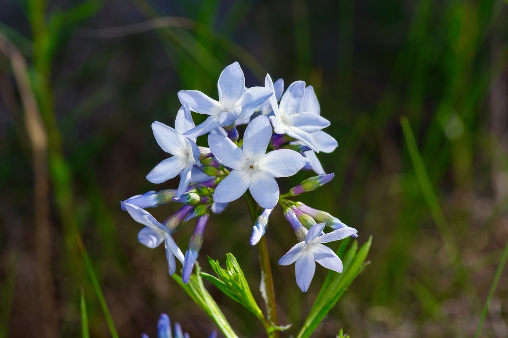 Amsonia ciliata, Travis County, US-TX, US