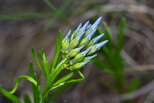 Amsonia ciliata
